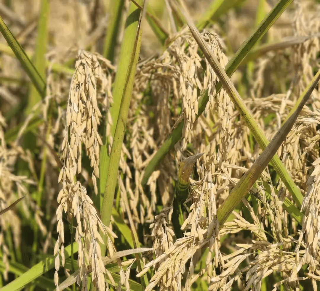 Ripening rice plants